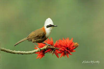 Lifelike - Sójkowiec białoczuby (Garrulax leucolophus)
Autor
#photoexplorer #fotograf...