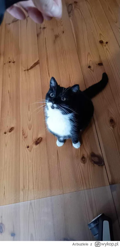 Arbuzlele - To moja kotka. Jest fajna 

#pokazkota #smiesznekotki