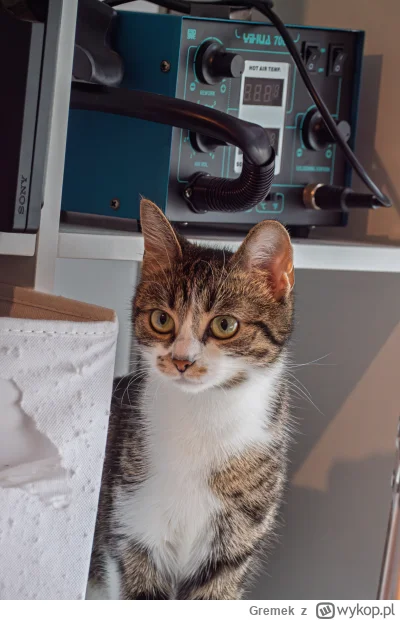 Gremek - Dziecko moje Lilka <3
#pokazkota