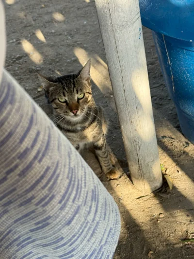 SatanWasa_Babyboomer - Została mi frytka i salata, dałem mu, ale wzgardził

#kot #kit...