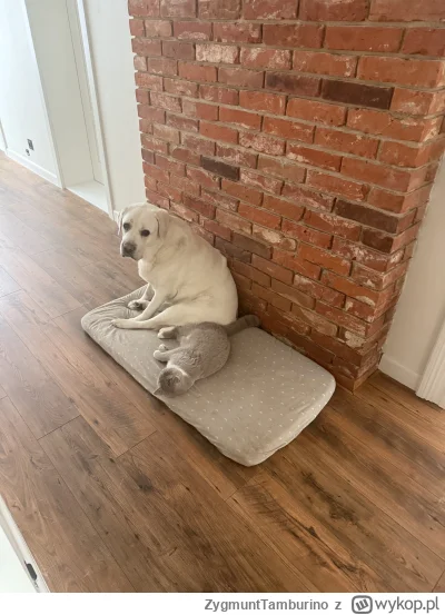 ZygmuntTamburino - #pokazkota #pokazpsa i trochę #zlodziejskiewybryki