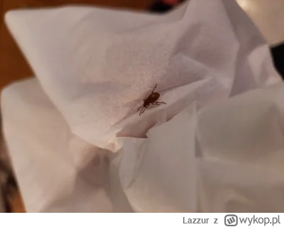 Lazzur - Ktos wie co to może być za robal?
#robaki #dom #robactwo