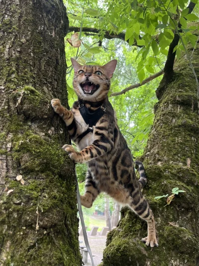 malinq - Muszę się nauczyć znowu wspinać po drzewach jak małolat, żeby kotu dotrzymać...