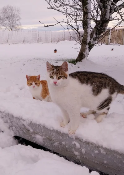 Maurry - #pokazkota 
Smigolek z siostrzyczką pierwszy śnieg (ʘ‿ʘ)