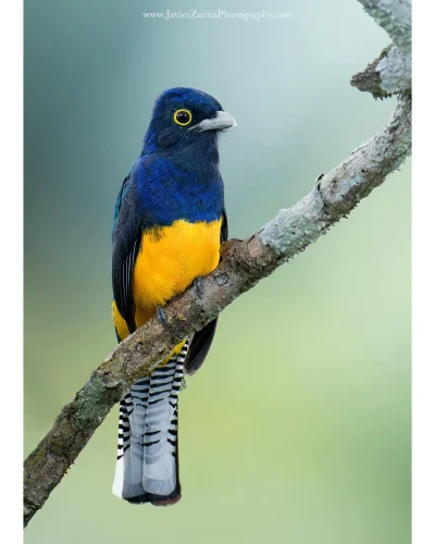 Lifelike - Trogon amazoński (Trogon ramonianus)
Autor
#photoexplorer #fotografia #orn...