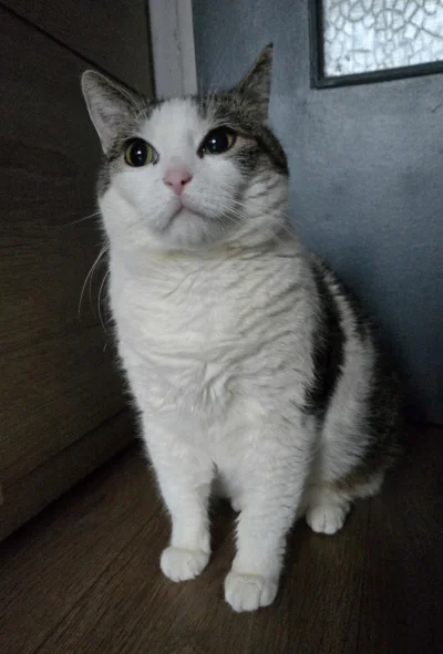 Solsith - #pokazkota #spaslak jaki kebab, pasztetu albo szyneczki byś zjadł( ͡° ʖ̯ ͡°...