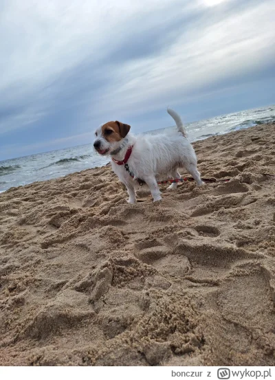 bonczur - Gościu na cyplu #morze #pokazpsa #jackrusselterier #hel #wakacje #pies