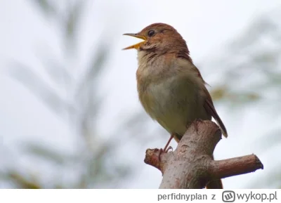 perfidnyplan - ĆWIR ĆWIR