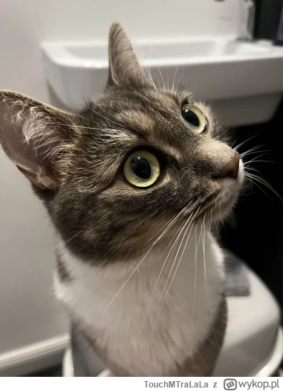 TouchMTraLaLa - Codzienny komitet powitalny po powrocie z #pracbaza ( ͡° ͜ʖ ͡°)
#poka...