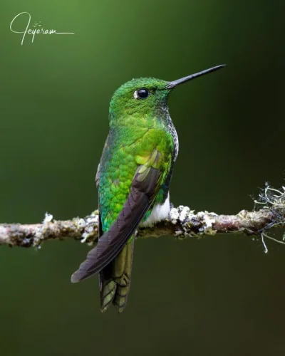 Lifelike - Puchatek zielony (Eriocnemis aline)
Autor
#photoexplorer #fotografia #orni...