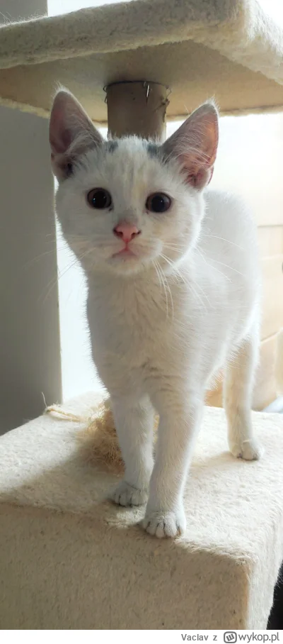 Vaclav - #pokazkota #kitku