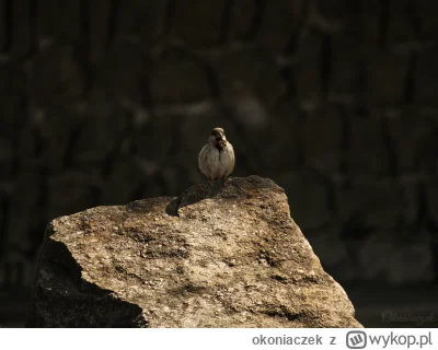 okoniaczek - Gigabrubel napuszony, na kamieniu usadzony 

#fotografia #ptaki #brubel