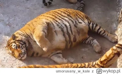 umorusanywkale - #mecz tygrys za dużo granulatu zjadł przed meczem