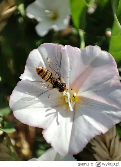 gobi12 - Na kwiatach od rana gorący ruch w interesie.

#owady #zwierzaczki #ogrod #og...