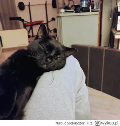 Nabuchodonozor_II - niedziela wieczór z kot na kolanach...
#koty #pokazkota #codzienn...