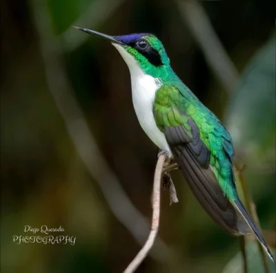 Lifelike - Skrzacik czapkowy (Heliothryx barroti)
Autor
#photoexplorer #fotografia #o...