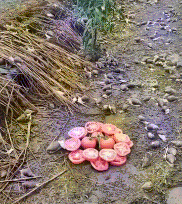 wfyokyga - Wielkie amciowanie