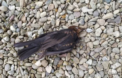 potatowitheyes - #ptaki #ornitologia
Znalazłem martwego ptaszka przed domem ( ͡° ʖ̯ ͡...