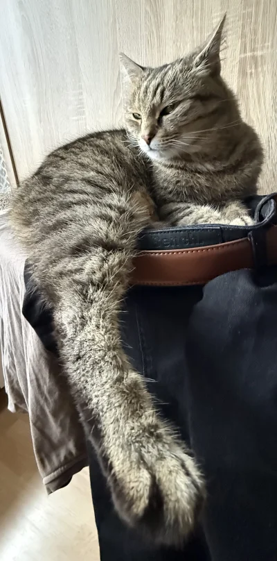 paciak11 - UWAGA! Rozpoczynam misję zatytułowaną PRZENIEŚ KITKU Z MOICH SPODNI
#pokaz...