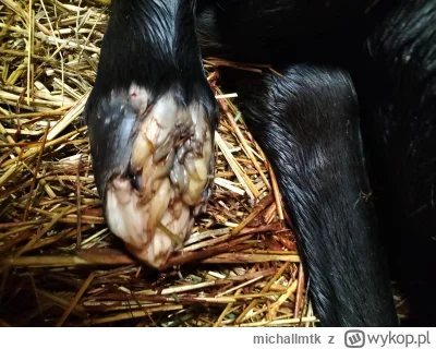 michallmtk - wypok bawi i uczy.
kopytko świeżo narodzonego źrebięcia, taki żelkowy Ob...