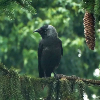 Lenalee - Krzywodziobek z nowym dziobem :3 
Trochę rozmazane, bo zdjęcie robione prze...