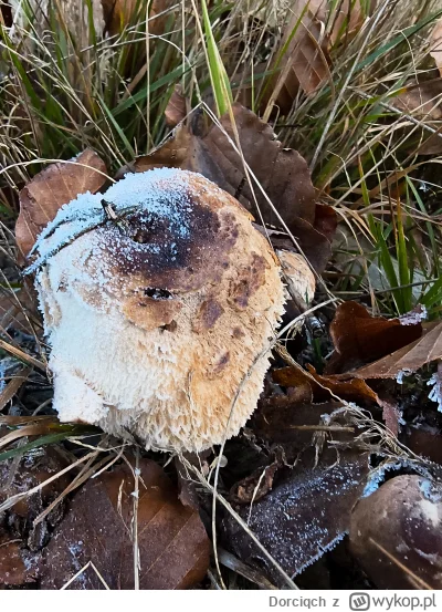 Dorciqch - @powsinogaszszlaja spodobała mi się ta kania. Mam jeszcze jedną, która ros...