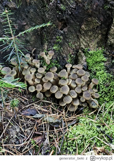 generatorbeki - @______________________: jedyne zdjęcie jakie udało się zrobić :)