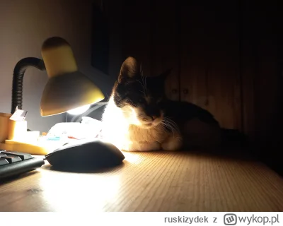 ruskizydek - Cup występuje w filmie Noir
#koty #pokazkota #cup #noir