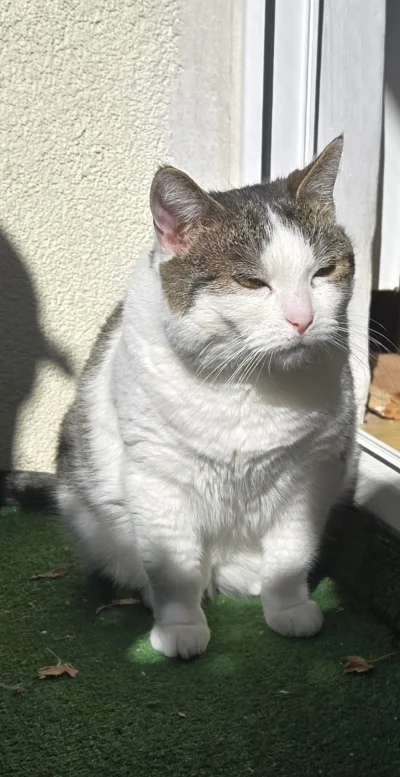 Solsith - #pokazkota #spaslak jakie dzień dobry, saszeta machen( ͡° ᴥ ͡°)