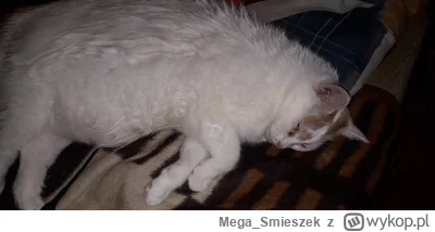 Mega_Smieszek - Jak Wasze niunie radzą sobie z tą pogodą?

#koty #pokazkota