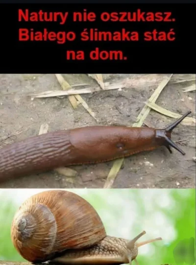 NowywypokNowy_ja - #heheszki #czarnyhumor #takaprawda #slimakowefoto #memy