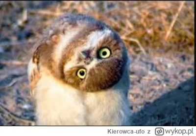 K.....o - @SpokoZiomek: