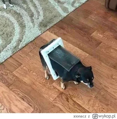 xionacz - #heheszki #psy #zwierzaczki