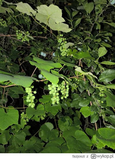 fazjoszi - Ile winogrona XD 
Ja jebiuu
