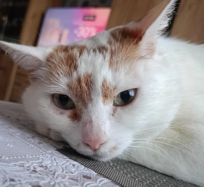 Mega_Smieszek - Kotka mrumrotka ᶘᵒᴥᵒᶅ

#koty #pokazkota #kotkastokrotka