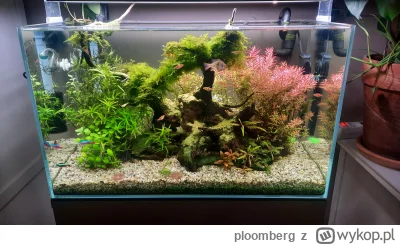 ploomberg - #akwarystyka #pokazakwarium