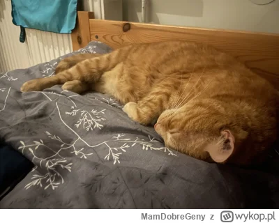 MamDobreGeny - @MamDobreGeny
EDIT: śpi