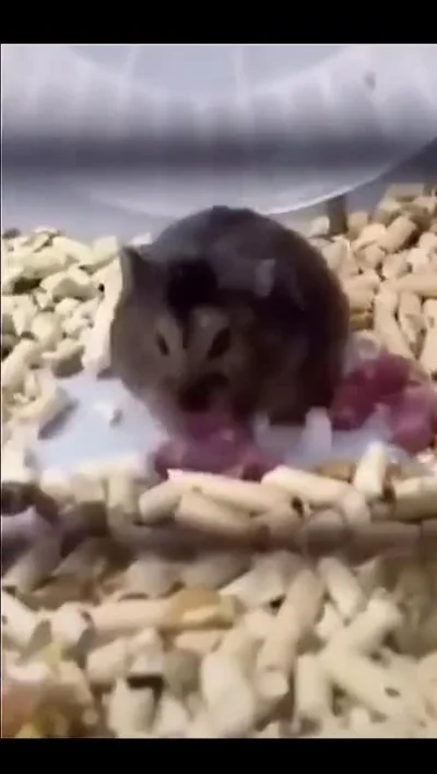 pyszniarz - #hamsterkombat #hamster #smiesznypiesek