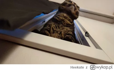 Heekate - (ꖘ⏏ꖘ)
#koty #pokazkota #smiesznypiesek