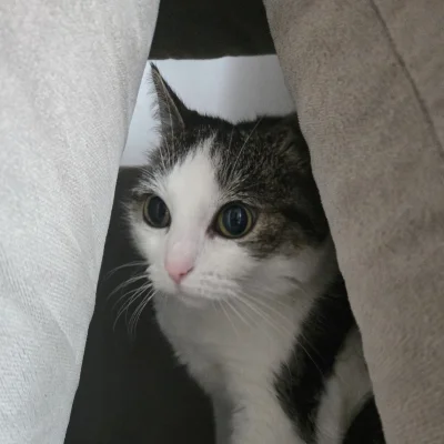 Solsith - #pokazkota #spaslak narozrabiała i teraz sie kitra w bazie(ꖘ‸ꖘ)