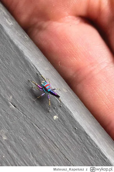 Mateusz_Kapelusz - @Apaturia Bajecznik tęczowy (Chrysilla lauta) - widziałem miesiąc ...