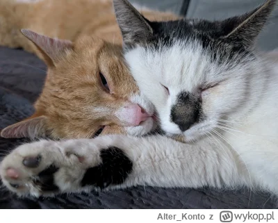 Alter_Konto - #pokazkota