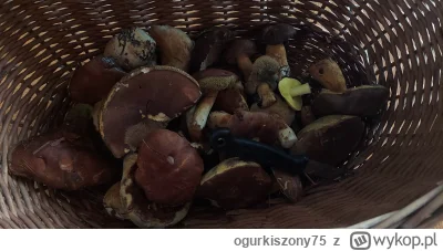ogurkiszony75 - #grzybobranie boże