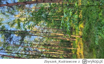 Zbyszek_Kudriawcew - @cybulion: No drzewa są spore generalnie. Idealne pod stemple (b...