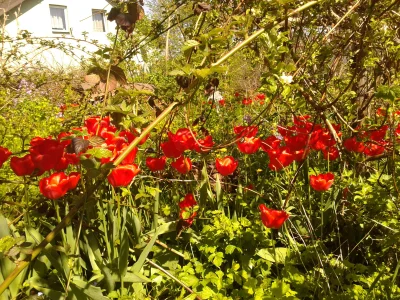 olokynsims - #tulipany