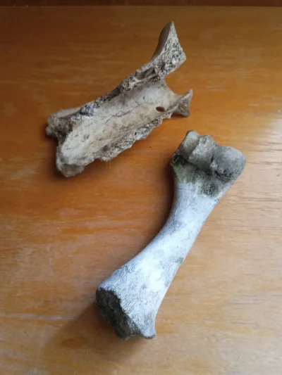 jutronaobiadznowuryz - tegoroczny bone haul