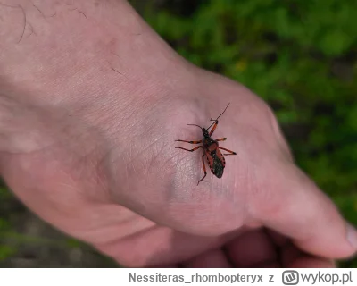 Nessiteras_rhombopteryx - @prostymirek: Rowerem to nie to samo. Najlepiej pieszo, pow...