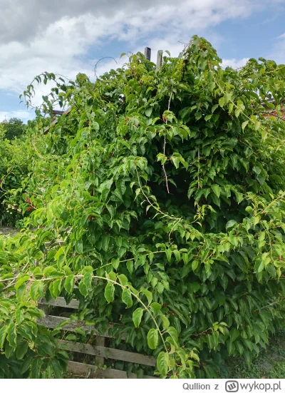 Qullion - @Qullion: kiwi