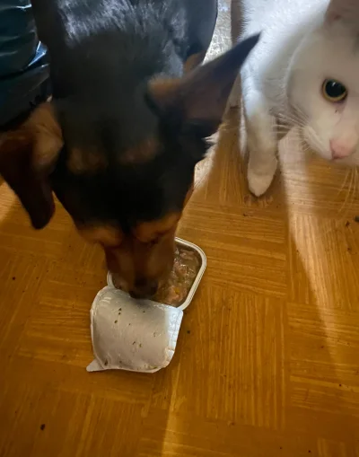 zssrauamaiw - #przegryw #pokazkota #pokazpsa #jedzzwykopem a kot zazdrosny