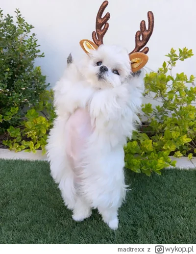 madtrexx - Witajcie Wykopowe Świry (Grupa Garmin Connect) ! ! !
Po długim czasie udał...